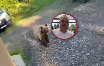 Niedźwiedź nęka człowieka. Dramat w Bieszczadach. "To nie jest życie"