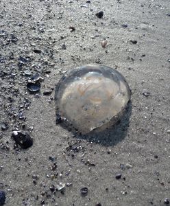 Meduzy w Bałtyku. Czy mogą być niebezpieczne?