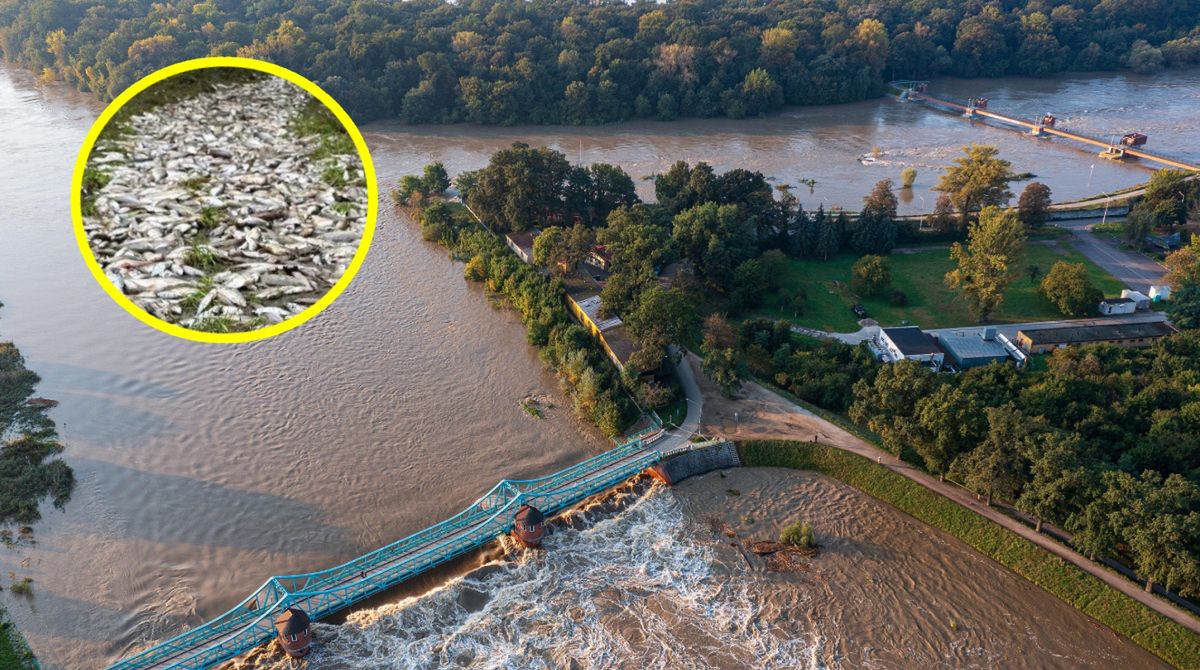 Wrocław. Woda opadła odsłaniając wstrząsający widok. Ekspert tłumaczy