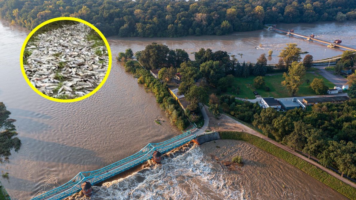 Zdjęcie martwych ryb we Wrocławiu obiegło sieć