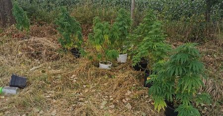 Zlikwidowano plantację marihuany na Dolnym Śląsku. Zatrzymany 22-latek