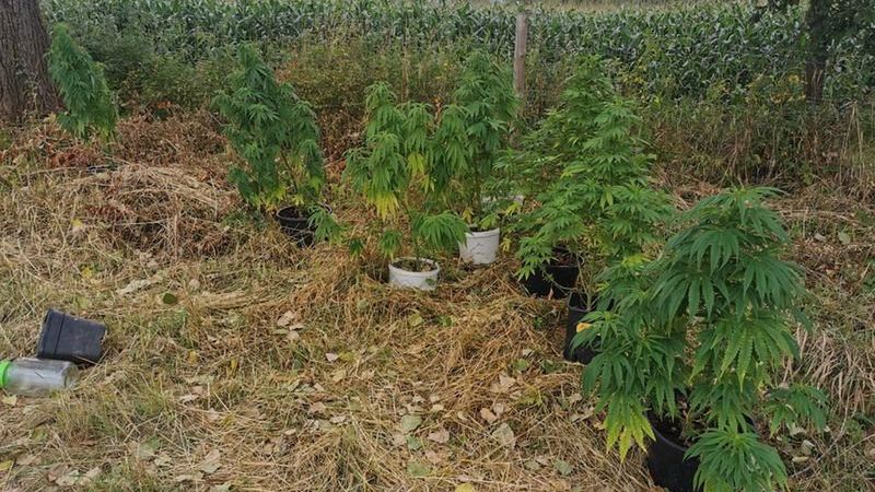 marihuana
