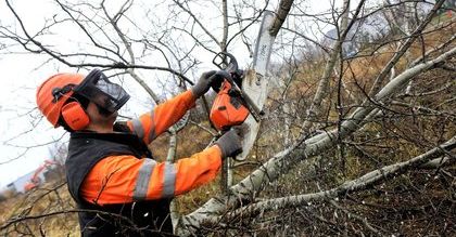 Wycinka drzew i krzewów bez zezwolenia. Ministerstwo tłumaczy, jak to działa