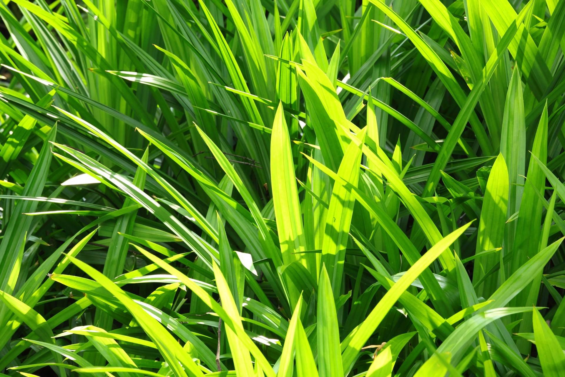 (123rf.com) Liśćmi pandanu zawija się najczęściej ryby, mięsa, owoce morza oraz dania z ryżu, dzięki czemu zyskują wyjątkowy smak i aromat, a także nie wysychają podczas gotowania