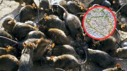 Szczurza gorączka w Sarajewie. Epidemia leptospirozy 