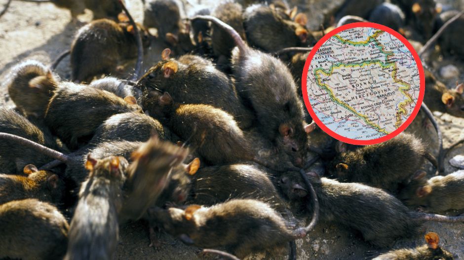 Epidemia szczurzej gorączki w Sarajewie. Gryzonie opanowują miasto