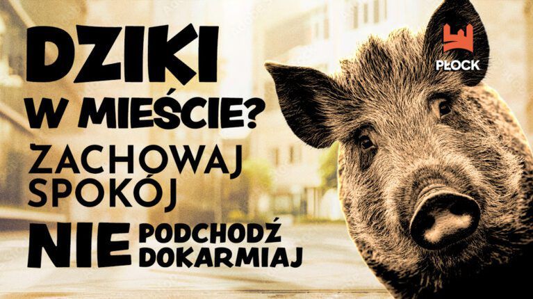 Dziki w Płocku. Urząd Miasta apeluje o ostrożność i podaje zalecenia dla mieszkańców