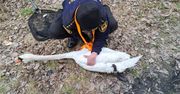 Akcja ratunkowa na zbiorniku w Gdańsku. Łabędź uwolniony z pułapki