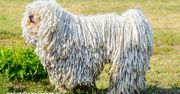 Puli – pies w dredach i mop na czterech łapach