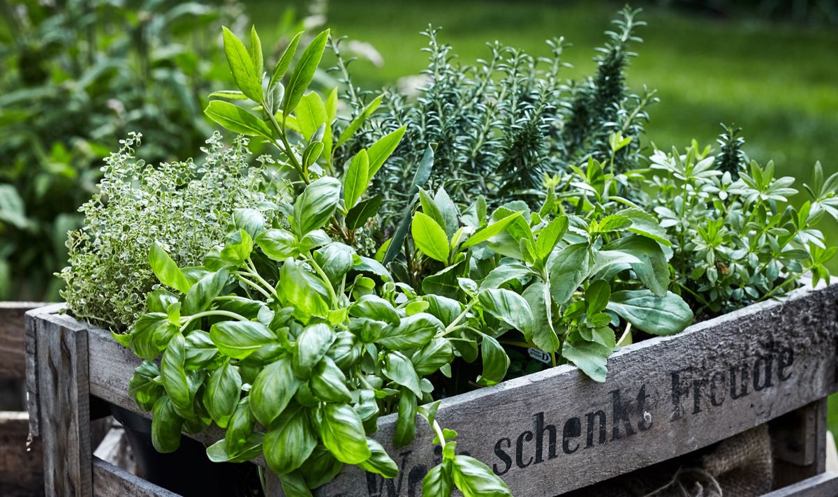 Dodawajmy świeże zioła do letnich posiłków 