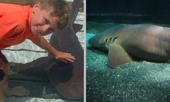 Atak rekinów na Bahamach. Ośmiolatek ciężko ranny