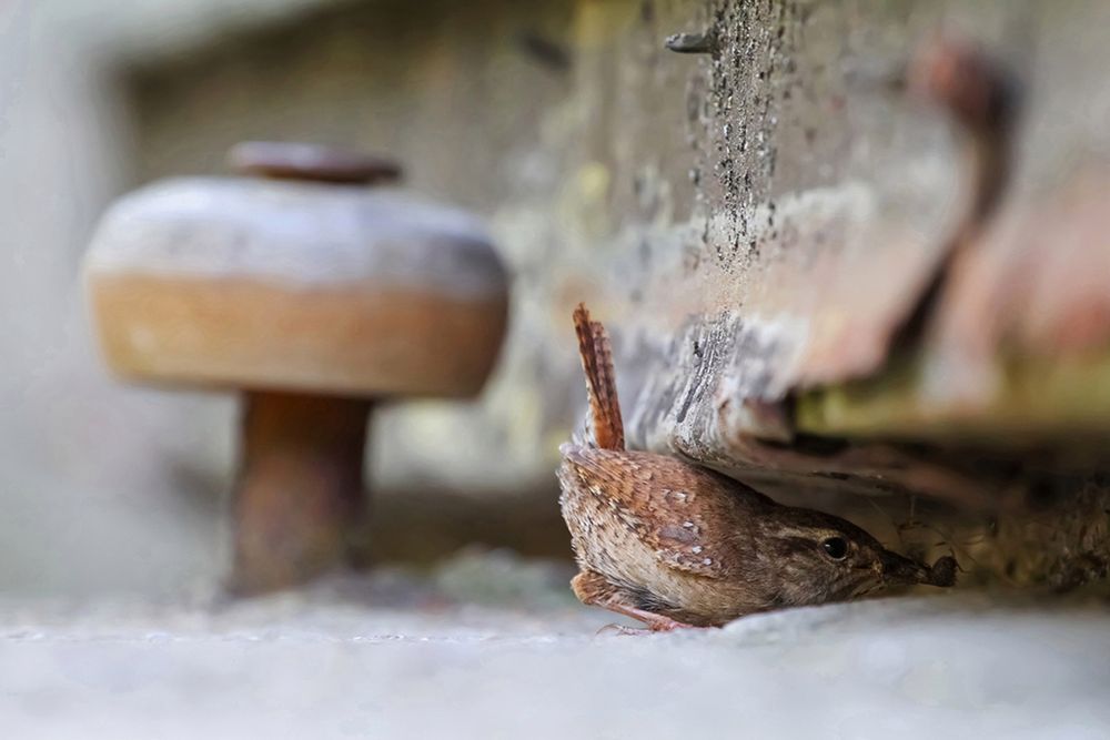 Zobaczcie najlepsze zdjęcia konkursu GDT European Wildlife Photographer of the Year 2016 16