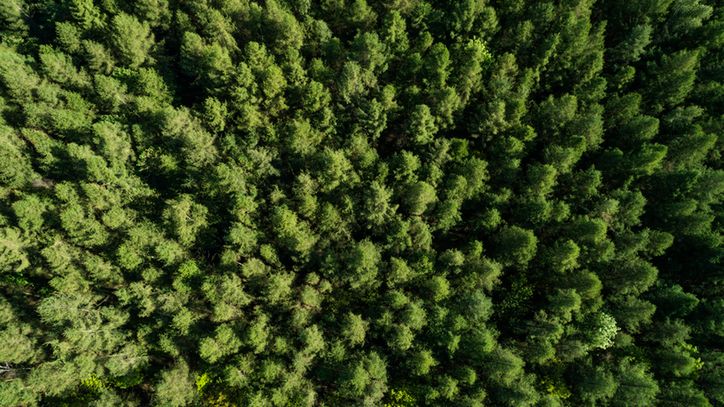 Lakownica żółtawa jest grzybem niejadalnym.