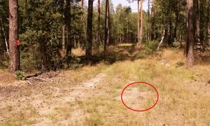 Leśnik aż się zagotował. "Widzicie to na zdjęciu?"