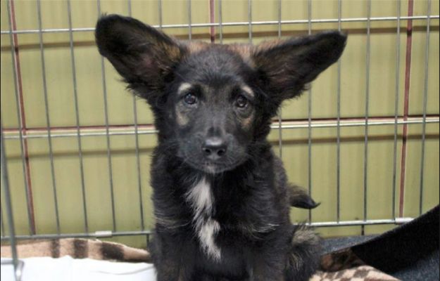 Jedyne takie uszy na świecie! Pies o wyjątkowej urodzie czeka na adopcję