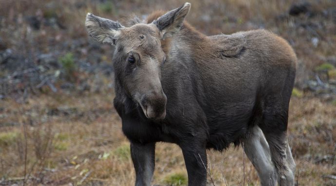 Weterynarz z powołania
