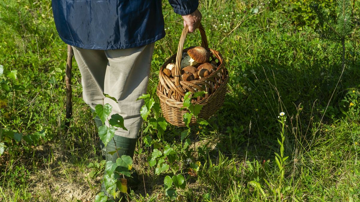 Reporter archiwum 2023 09
11.09.2023 N/z grzybiarzFot. Stanislaw Bielski/REPORTER
Stanislaw Bielski/REPORTER