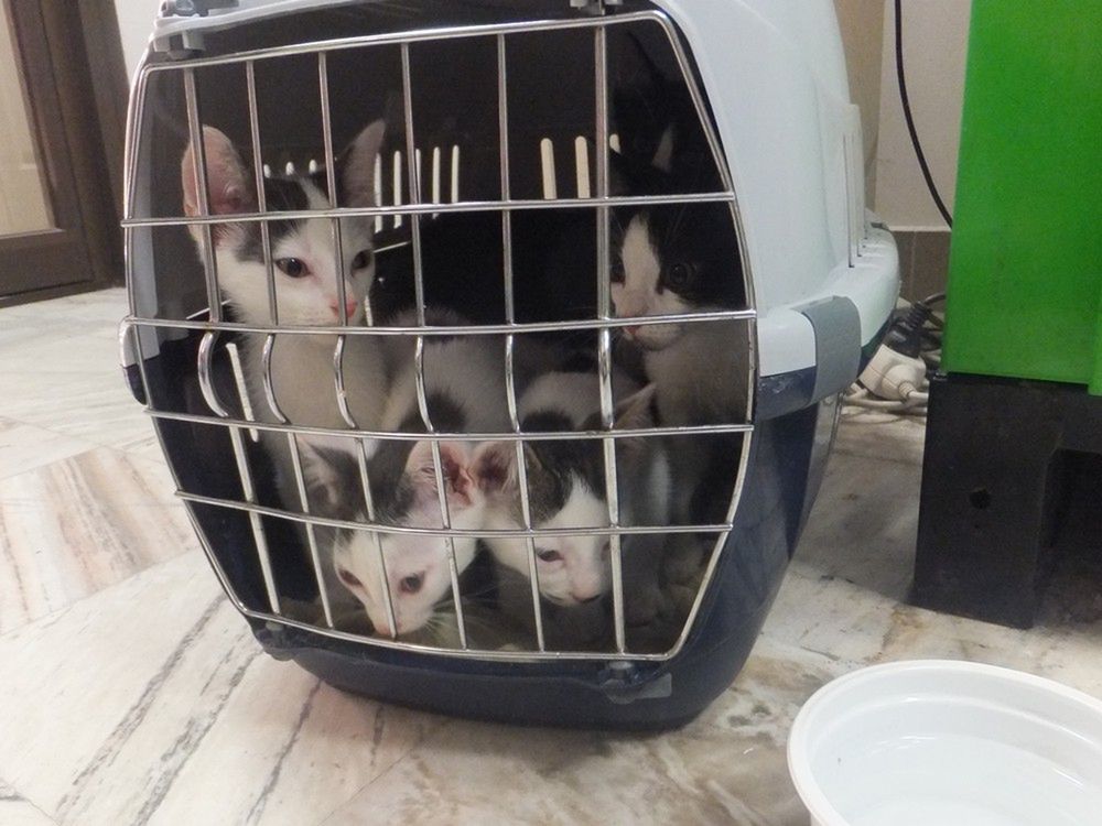 7 kotków porzuconych w tramwaju