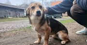 Sławno: Piękny piesek szuka nowego domu
