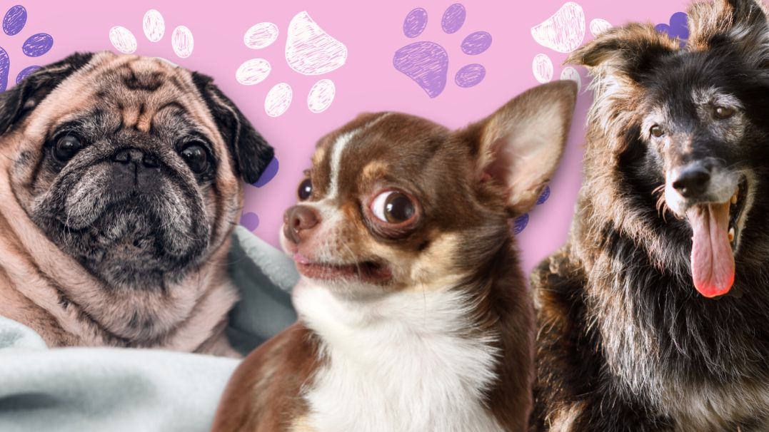 Która rasa psa jest Ci pisana (PSYCHOTEST)