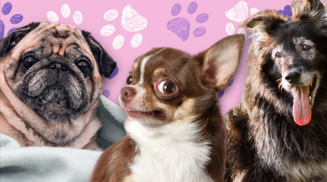 PSYCHOTEST: Bliżej ci do kanapowego leniuszka czy krwiożerczej chihuahua? Sprawdź, który pies to twoje alter ego!