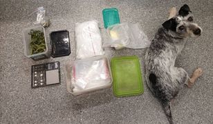Pies do zadań specjalnych. Wywęszył niezłą kontrabandę