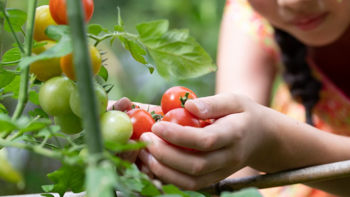 Bezpieczeństwo żywności stanowi jeden z filarów ochrony zdrowia.