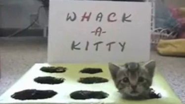 Walnij kotka (wideo) 1