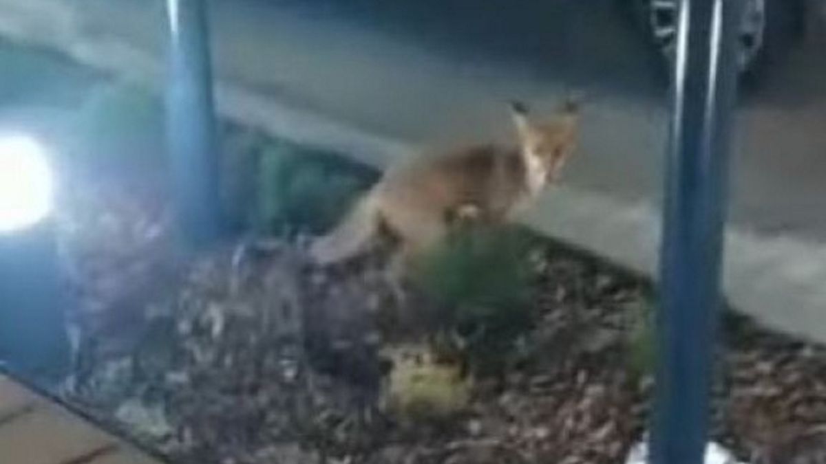 Lisy zadomowiły się przy KFC