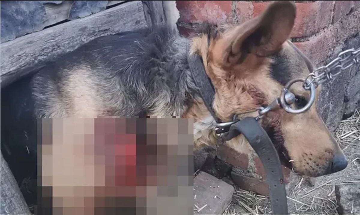 Świdnica. Pies zmasakrowany przez sołtyskę odzyskuje formę. Wszystko dzięki pomocy ludzi
