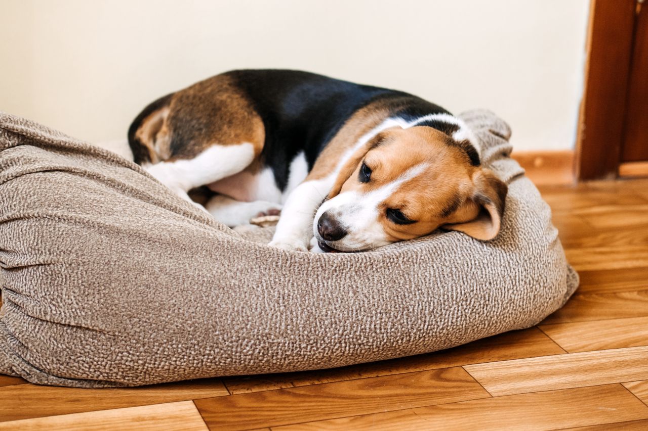 The dog's kneading of its bed is an atavistic reflex.