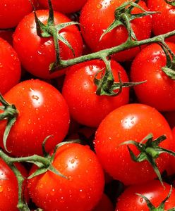 Spór o nazwę pomidorów. "Malinowy król" podzielił artystów i producentów