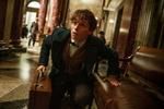 ''Fantastyczne zwierzęta i jak je znaleźć'': Eddie Redmayne jak Harry Potter [ZWIASTUN]