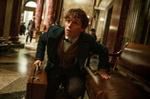 ''Fantastyczne zwierzęta i jak je znaleźć'': Eddie Redmayne jak Harry Potter [ZWIASTUN]