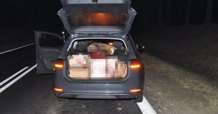 Lubelskie. Z impetem wjechał w sarnę. Trafił do szpitala