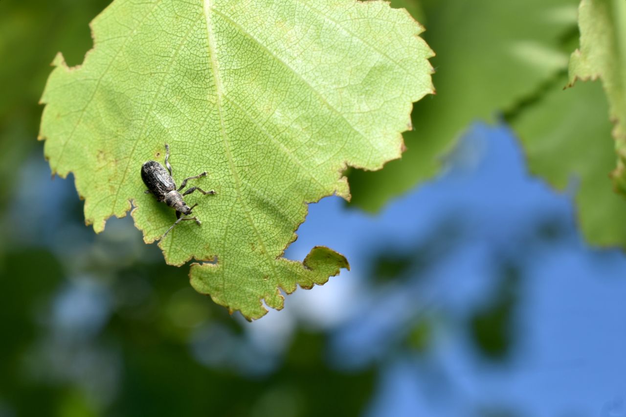 Weevils wreak havoc: How to protect your garden from pests