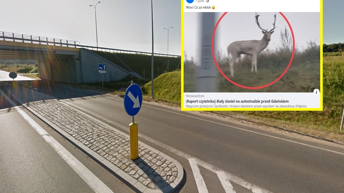 Biały daniel był widziany przed autostradą 