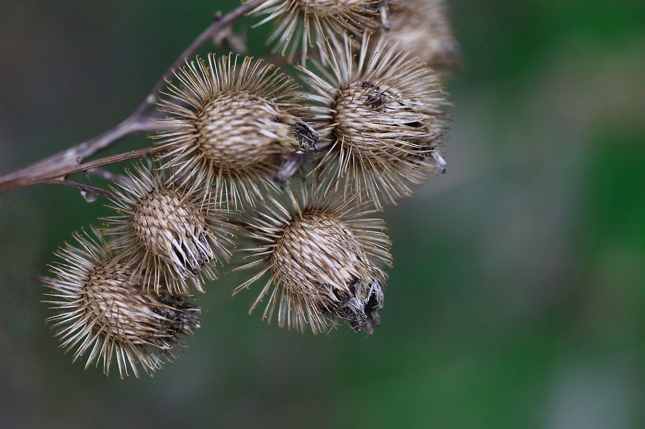 Burdock is a "clingy" plant.