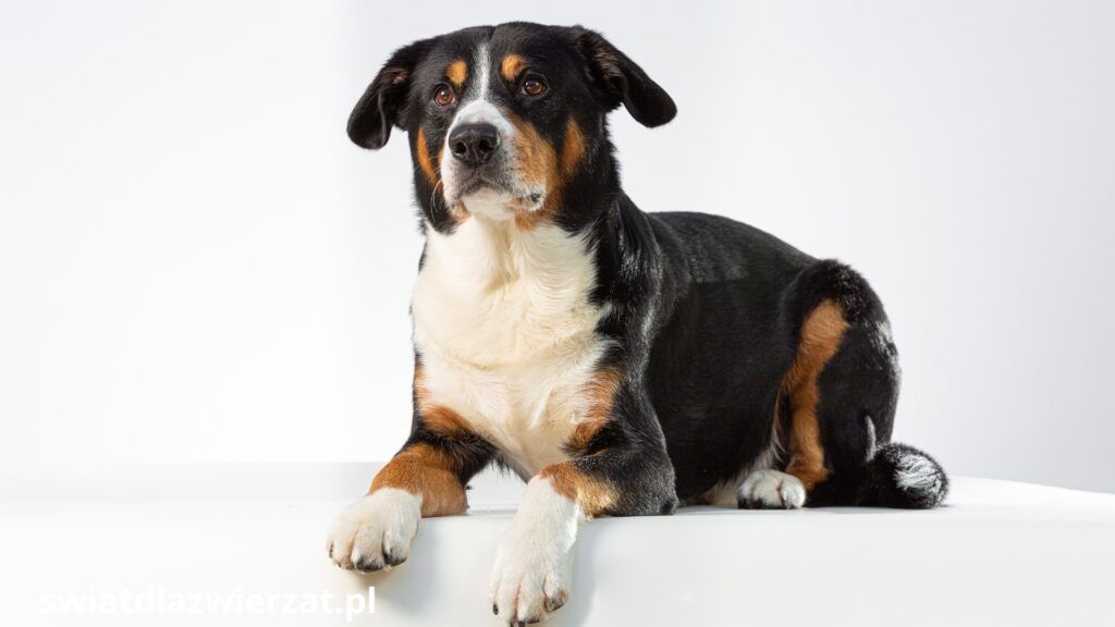 Entlebucher Mountain Dog