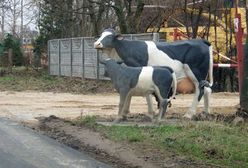 Uwaga! Plastikowe krowy na drodze