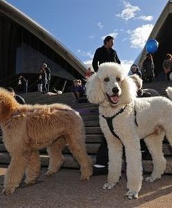 Muzyka dla Psów w Sydney