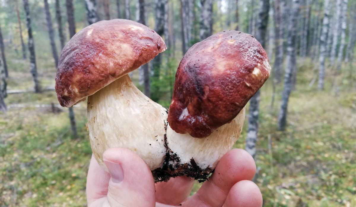 Dobrze jest wiedzieć, kiedy i gdzie zbierać grzyby - Pyszności; Foto Canva.com