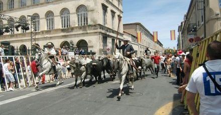 Corrida wśród lawendy