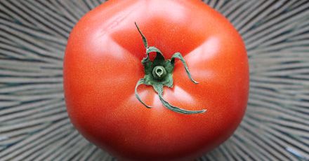 Ostatni taki pomidor – o żywności GMO