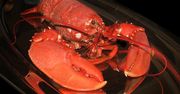 Homar - szczypce dla smakoszy