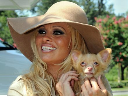 Pamela Anderson nie da się już pokroić