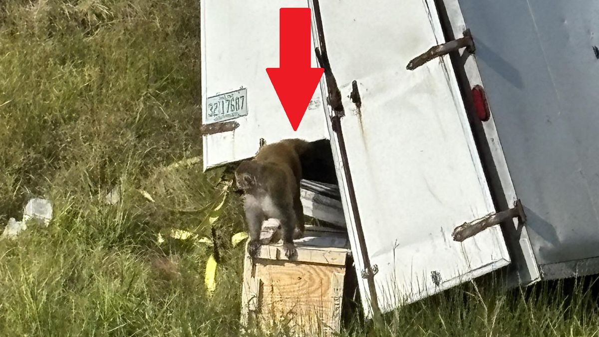 Jedna z małp pozostaje na wolności 