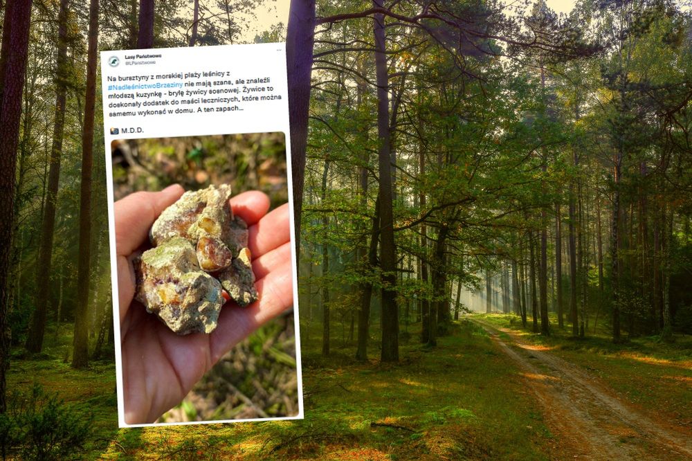 Leśnicy pokazali znalezisko z lasu pod Łodzią