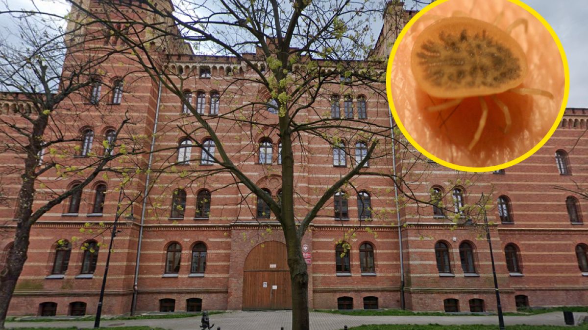 Kleszcze zaatakowały szkołę w Gnieźnie 
