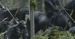 ''War of the Planet of the Apes'': Gabriel Chavarria walczy z małpami